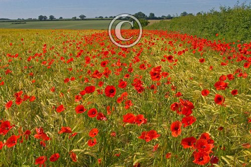 Poppies in the Barley DM0152